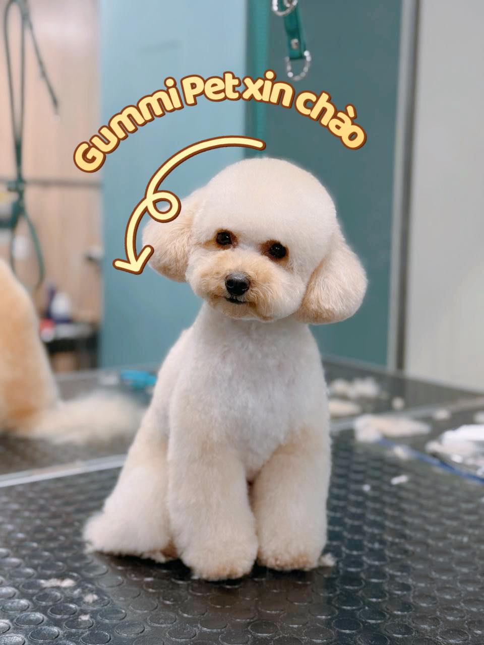 Bé poodle trắng sau grooming kiểu teddy bear tại Gummi Pet