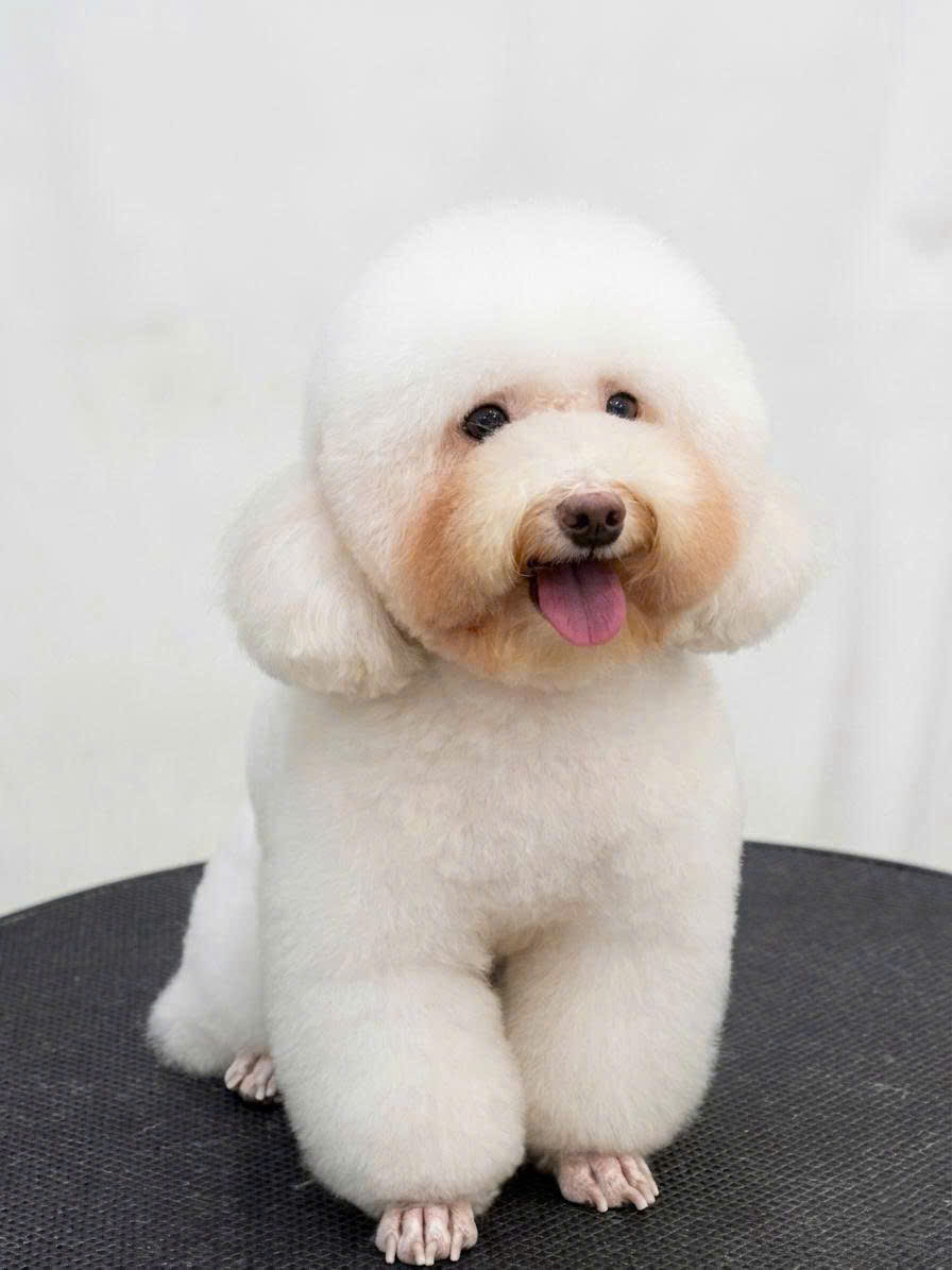 Khoảnh khắc tại GUMMI Pet