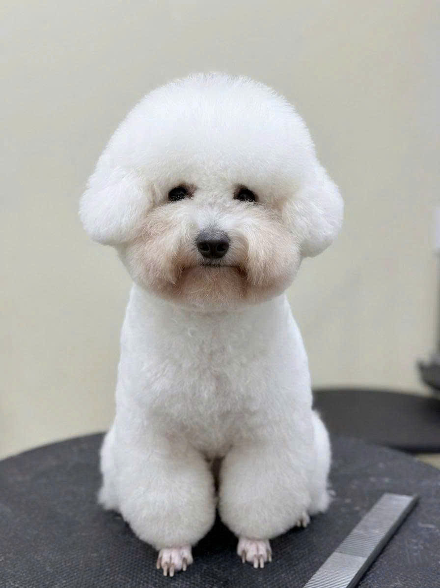 Khoảnh khắc tại GUMMI Pet