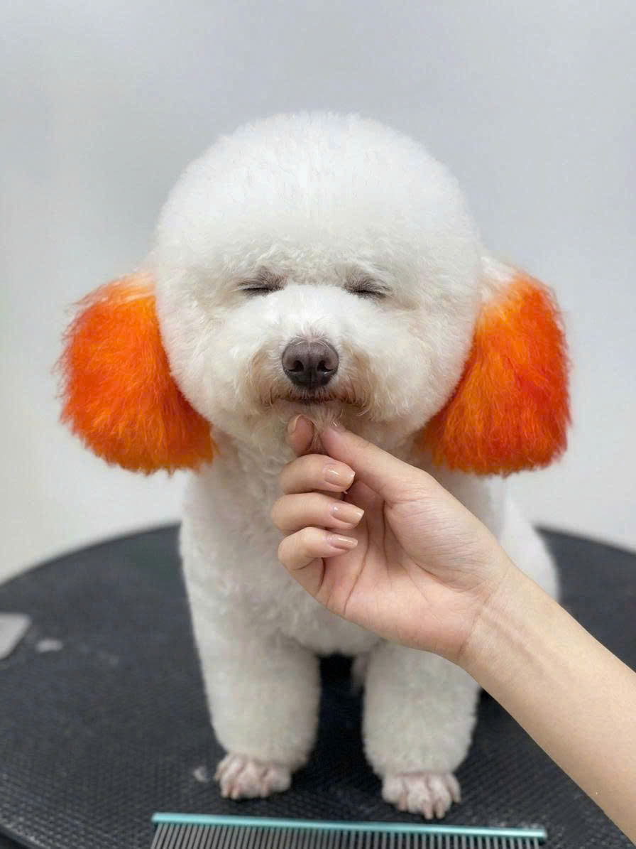 Khoảnh khắc tại GUMMI Pet