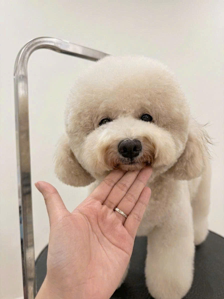 Bé được tắm vệ sinh và cạo lông an toàn tại GUMMI