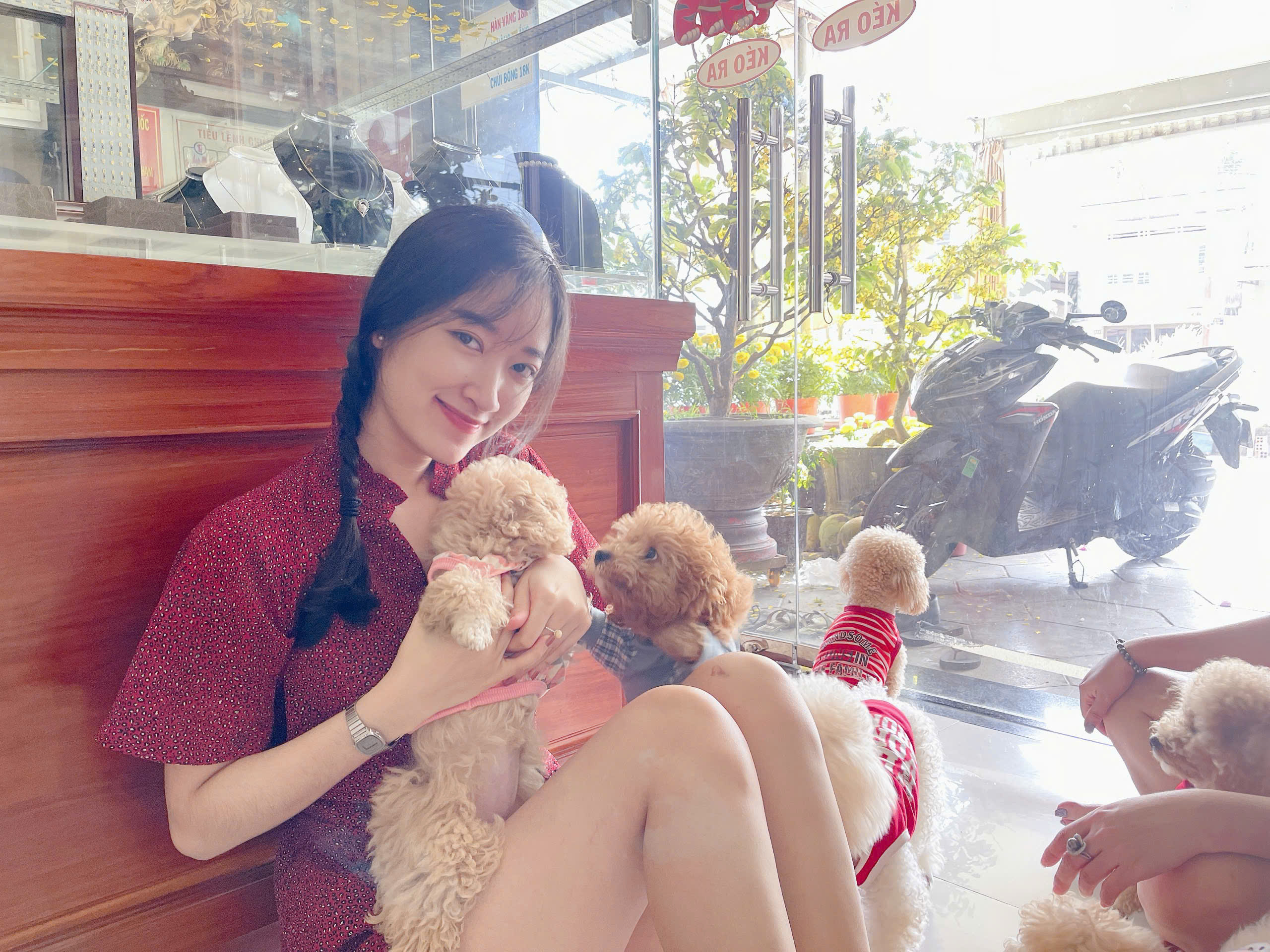 Cùng các bé poodle trên xe — khoảnh khắc đời thường của sen